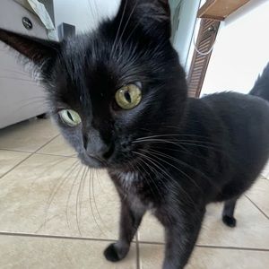 Meet your Posher, Carmen